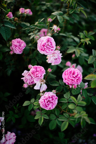 Tea Rose Field.