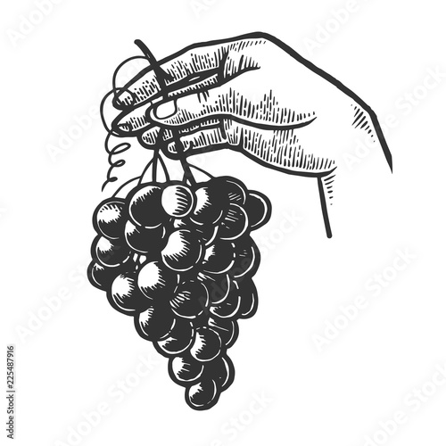 Bunch of grapes in woman hand engraving vector illustration. Scratch board style imitation. Black and white hand drawn image.
