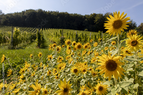 Fototapeta Naklejka Na Ścianę i Meble -  field of sunflowers in a vineyard in southern styria,area named suedsteirische weinstrasse in austria
