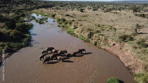 African Elephants herd aerial drone footage 