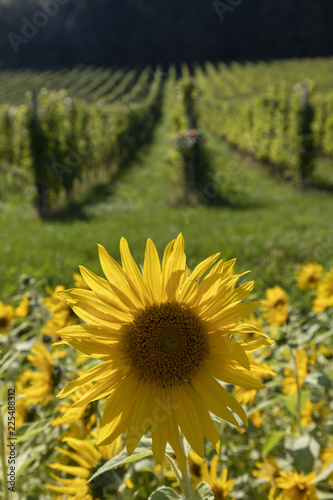 Fototapeta Naklejka Na Ścianę i Meble -  field of sunflowers in a vineyard in southern styria,area named suedsteirische weinstrasse in austria
