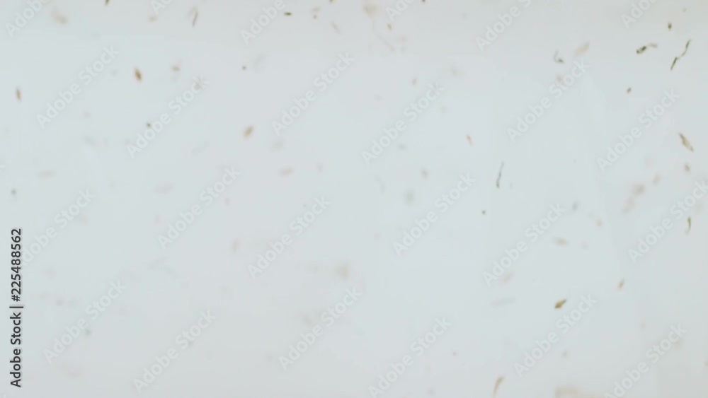 Particles fly in the air on a white background by force of gravity, isolated Particles fly in the air on a white background by force of gravity, isolated