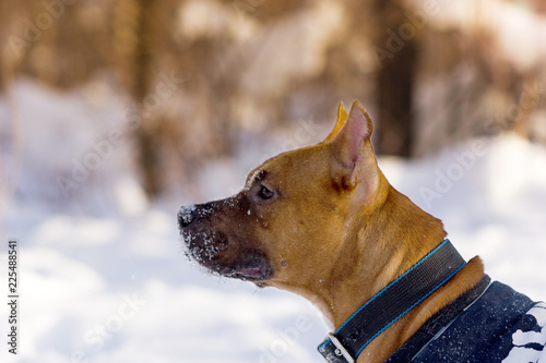 Adorable red dog walks in park at winter