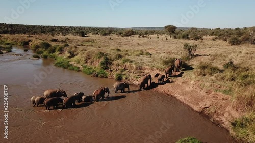 African Elephants herd aerial drone footage 