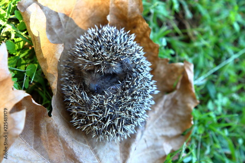 European Hedgehog in Autumn, with leaves. Latin Name: Erinaceus Europaeus.