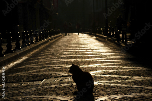 Silhouette of a cat on a cobblestone road interestingly lightened by the sun
 photo