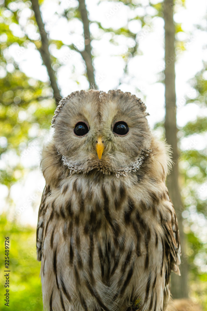 ふくろう フクロウ 梟 ふくろう フクロウ 梟