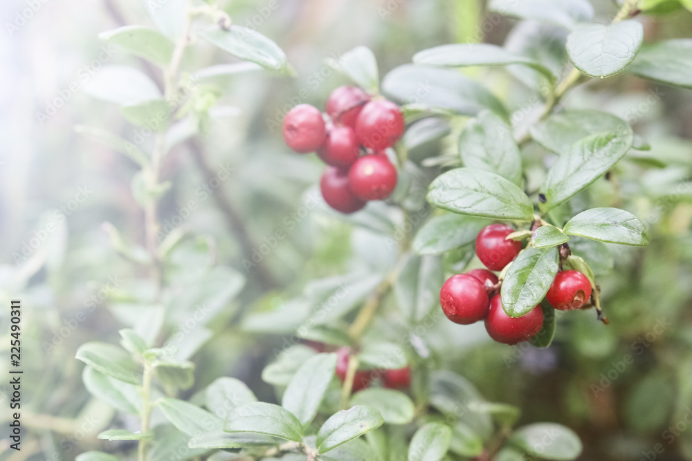 Red berries of red bilberry on bushes. Berries in the forest Red berries of red bilberry on bushes. Berries in the forest