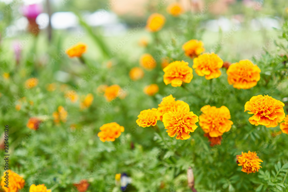 Tagetes erecta or marigold have yellow and orange flower