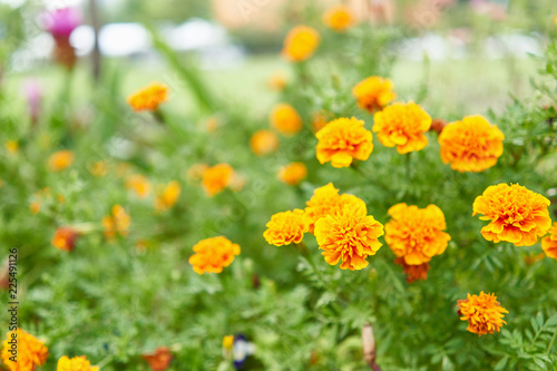 Tagetes erecta or marigold have yellow and orange flower