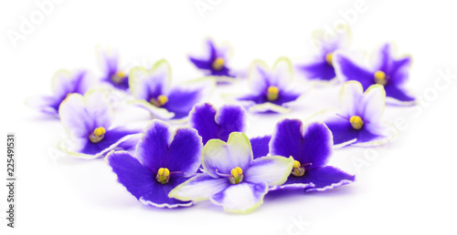 Fototapeta Naklejka Na Ścianę i Meble -  Violets beautiful flowers.