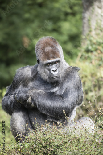 Gorille surveille © Pascal Martin
