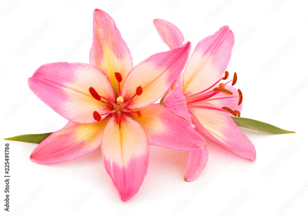 Pink lily flower. Pink lily flower.