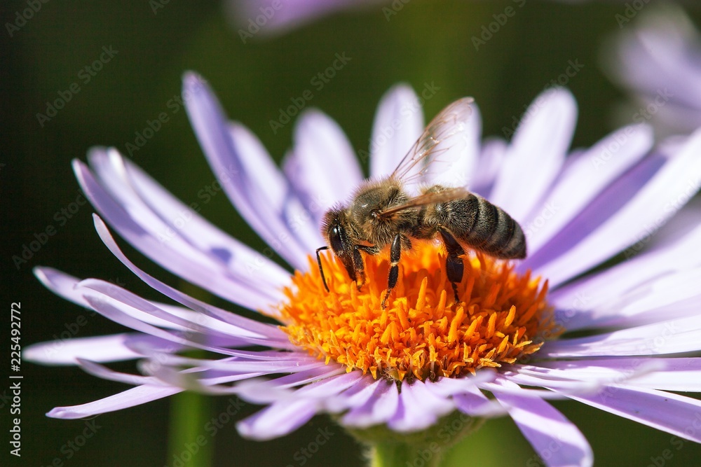 bee or honeybee in Latin Apis Mellifera on flower bee or honeybee in Latin Apis Mellifera on flower