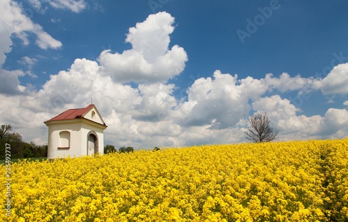rapeseed, canola or colza and small white chapel