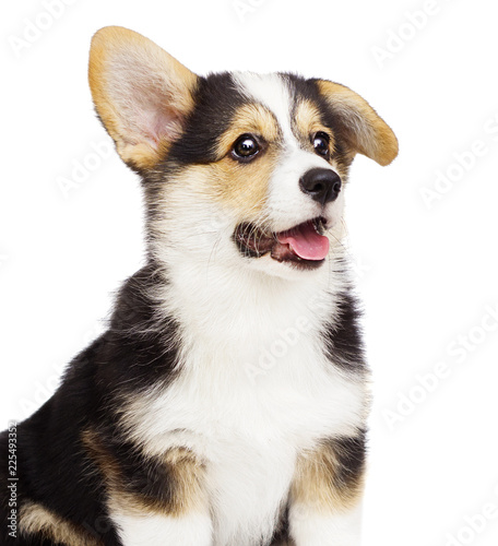 Fototapeta Naklejka Na Ścianę i Meble -  cute puppy welsh corgi pembroke