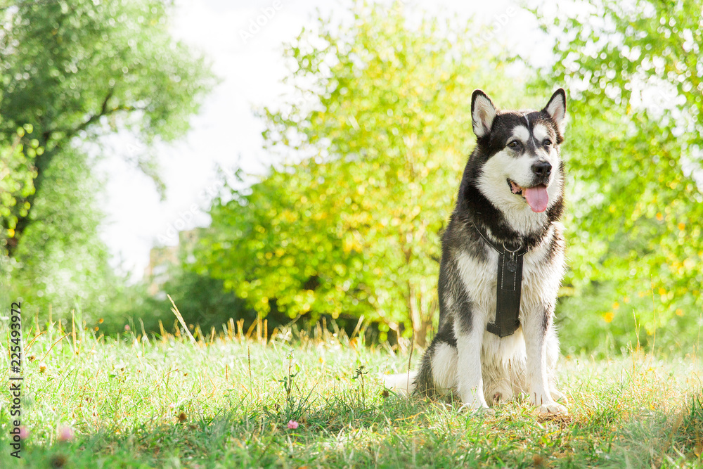 Big husky dog in the park. Black and white dog. Husky dog face. Dog in the forest