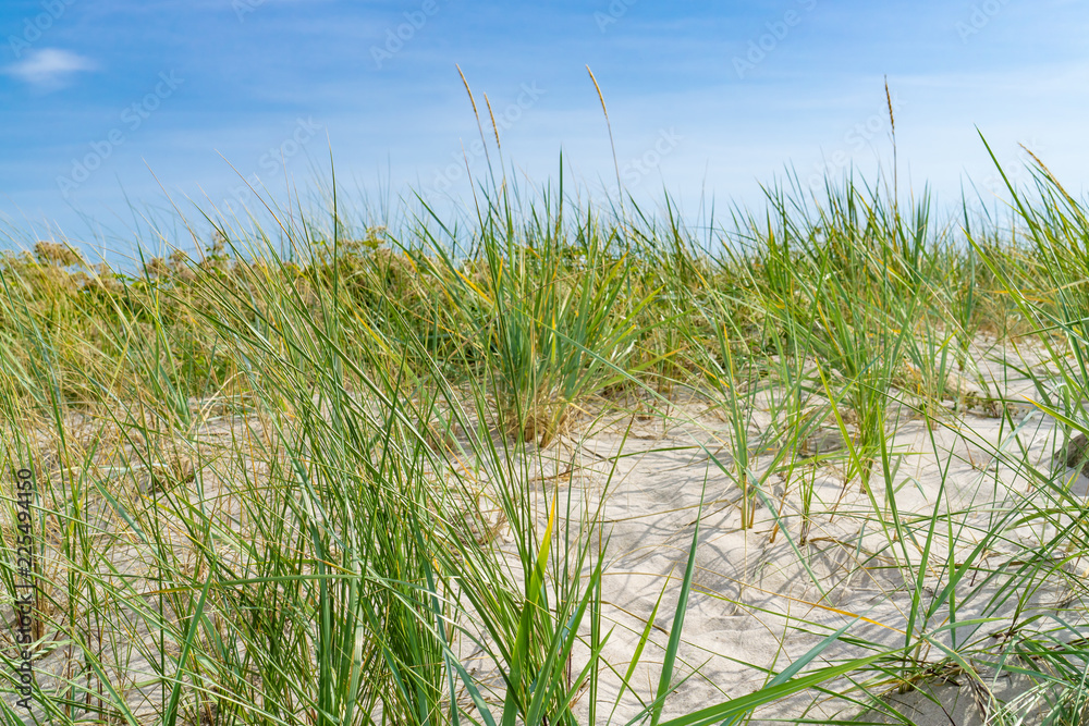 Dune grass with blue sky Dune grass with blue sky