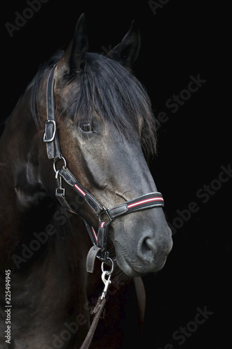 Portrait of horse on black background
