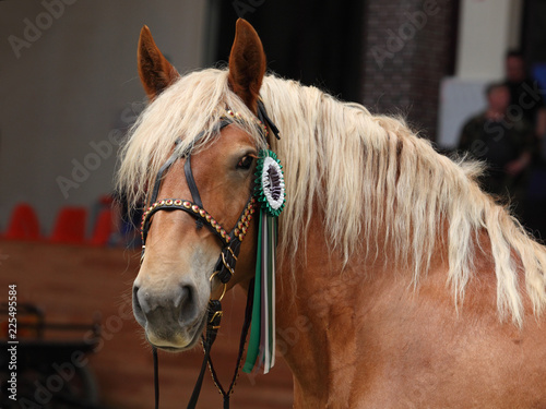 Draught horse winner show portrait in dark background