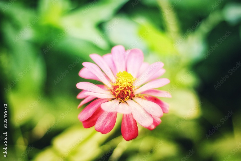 Obraz premium Flowers with leaves on a backdrop blurred in the garden.