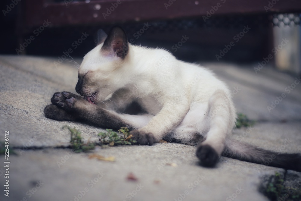 Fototapeta premium The white cat is lying down.