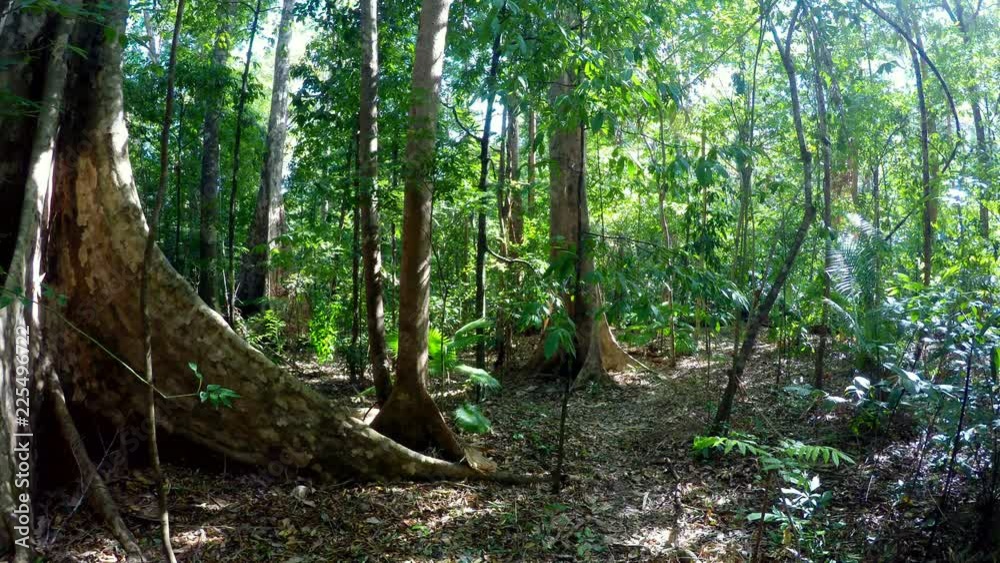 Tangkoko rainforest, North Sulawesi, Indonesia