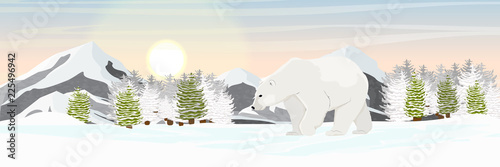 A large white polar bear goes through a snow-covered valley. Mountains and spruce forest on the horizon. Landscapes of the Arctic, Canada, Norway and other northern countries