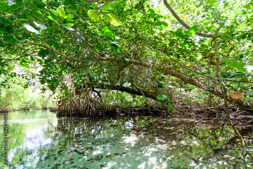 Mangroves in the Caribbean on Samana, Wonderful holiday, Dominican Republic :) © doris oberfrank-list