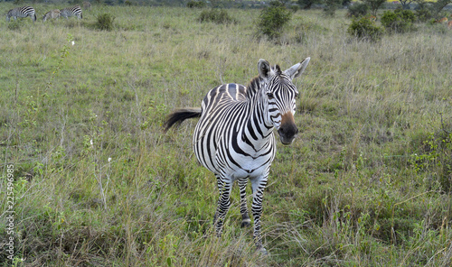 Zebras of Masai Mara © Michael