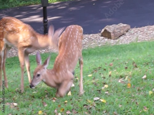 two playful spotted deer