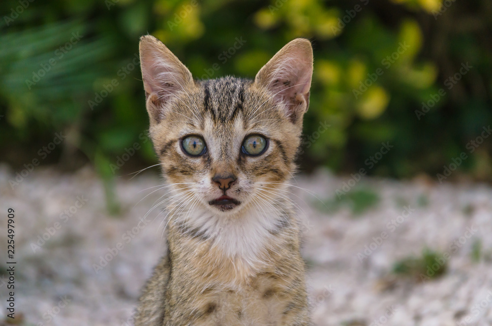 Fototapeta premium Beautiful kittens playing together and each with himself