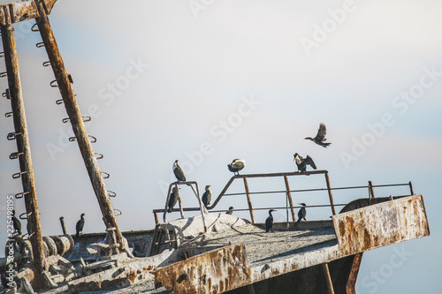 Rusted shipwreck on the shore with Cape Cormorant birds.