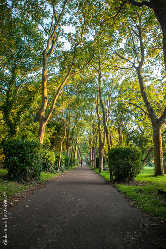 Wooded Walkway