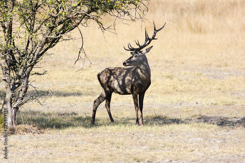 European red deer stag