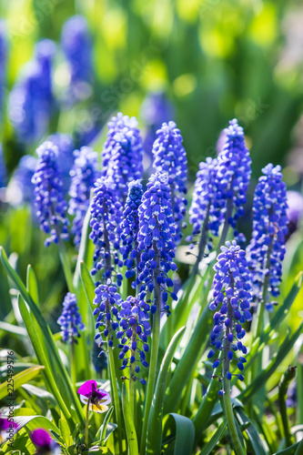 Muscari. Blue spring flowers photo