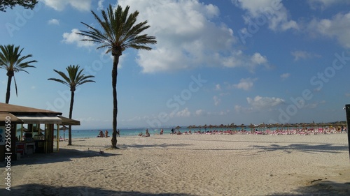 beach with palm trees © NATALIA