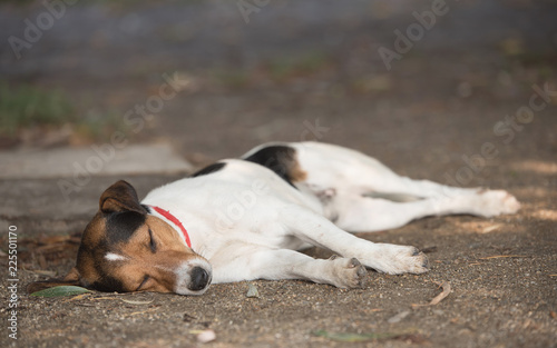Fototapeta Naklejka Na Ścianę i Meble -  Adorable fox terrier dog