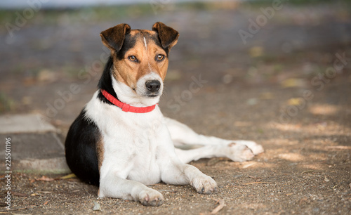 Adorable fox terrier dog