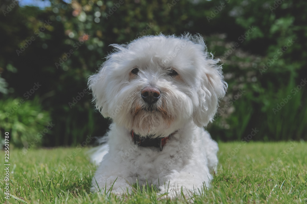 Cute White Bichon Frise Mix Dog