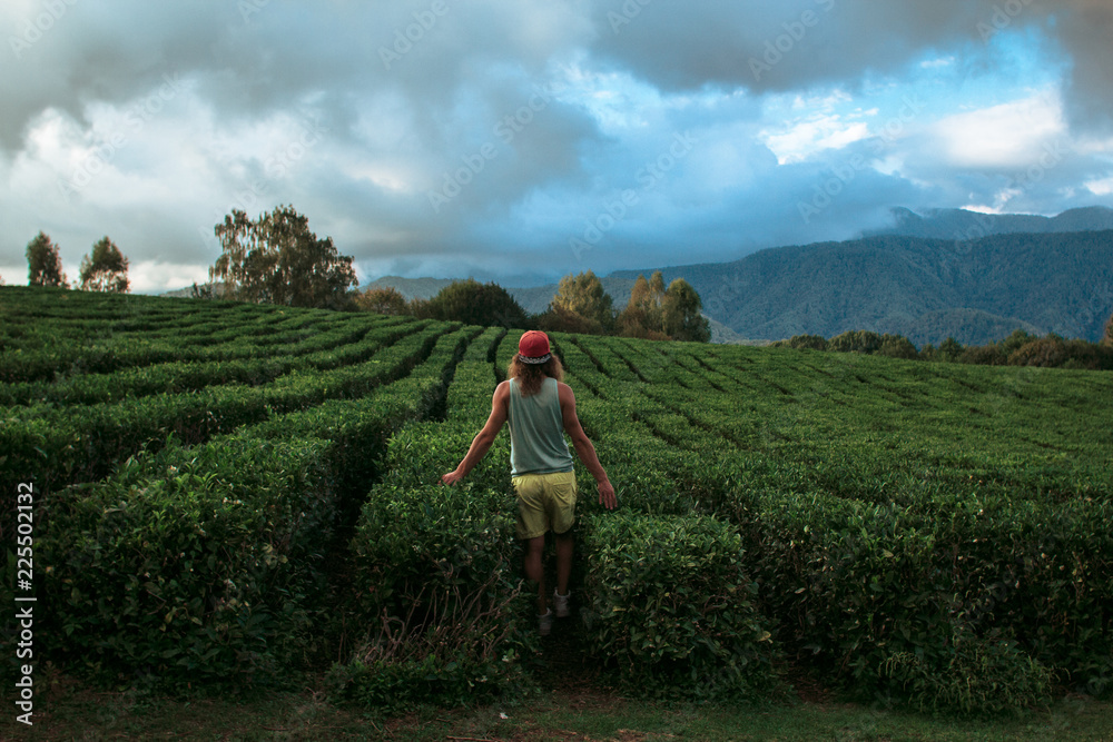 Fototapeta premium Young backpacker traveling into tea fields