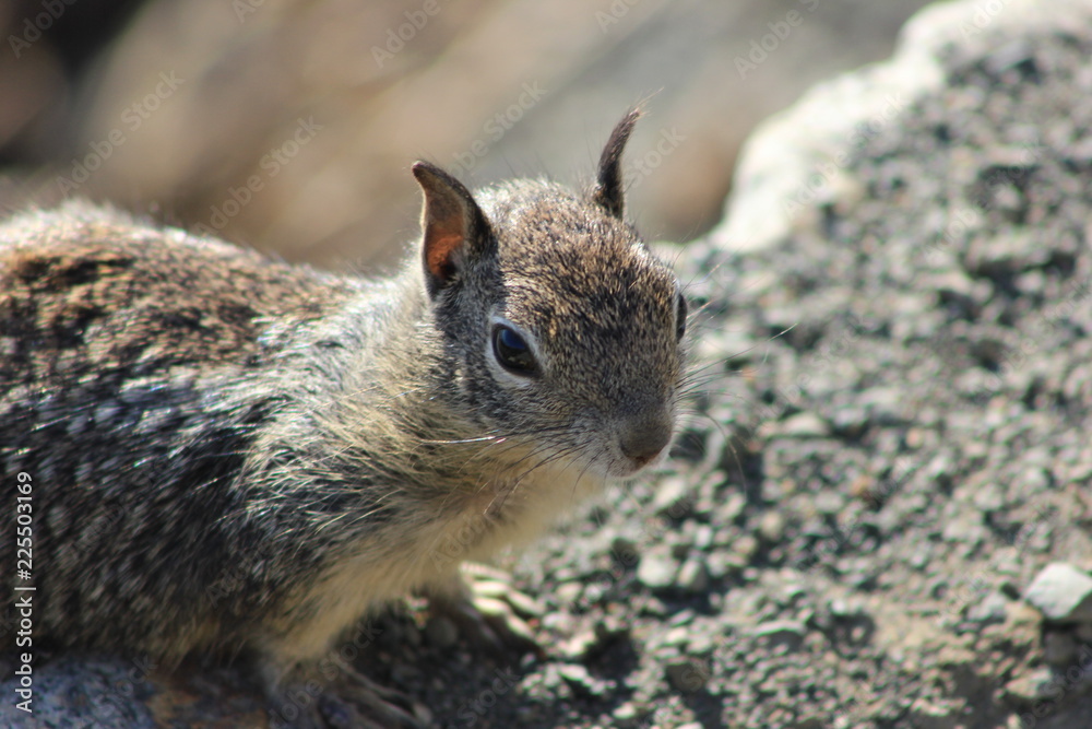 Obraz premium squirrel, Eichhörnchen groß, schaut in Kamera