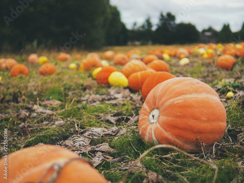 Pumpkin field. Autumn landscape