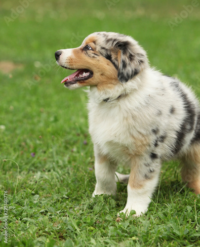 Amazing australian shepherd puppy