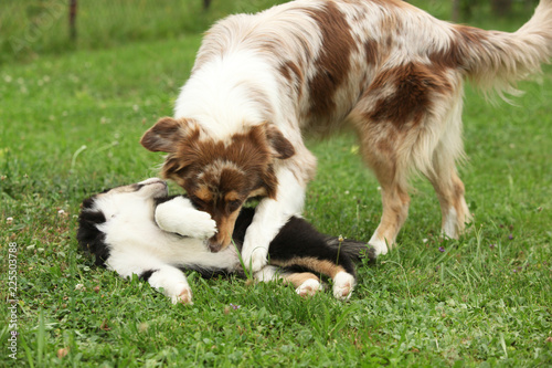 Australian shepherd bitch playing with its puppy