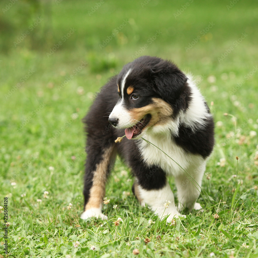 Amazing australian shepherd puppy