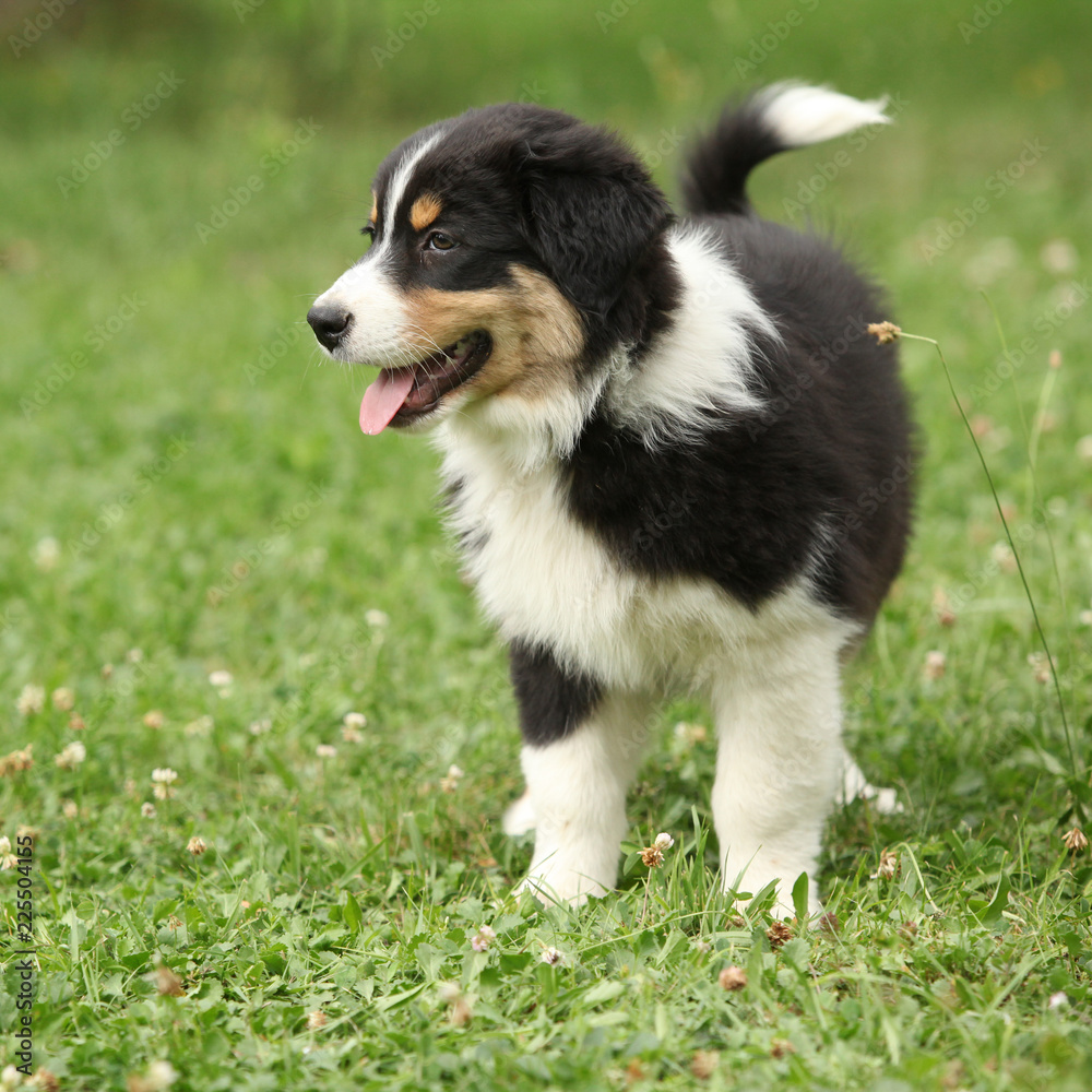 Amazing australian shepherd puppy