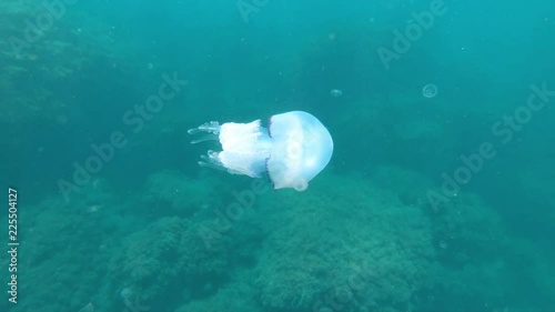 Jellyfish swims in the vastness of the sea.Underwater world. Marine animal. photo