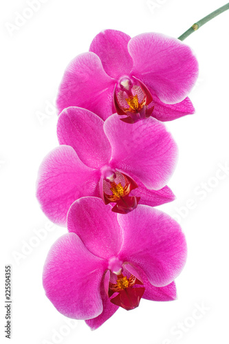 Three flowers of pink phalaenopsis orchid on white background