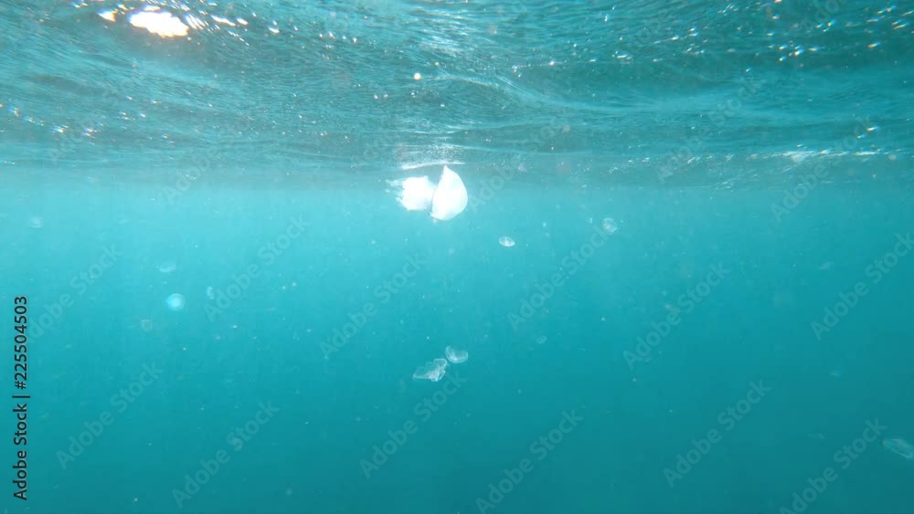 A large white jellyfish swims in the waters of the ocean.Inhabitant of the ocean.Marine animal.Underwater world. A large white jellyfish swims in the waters of the ocean.Inhabitant of the ocean.Marine animal.Underwater world.